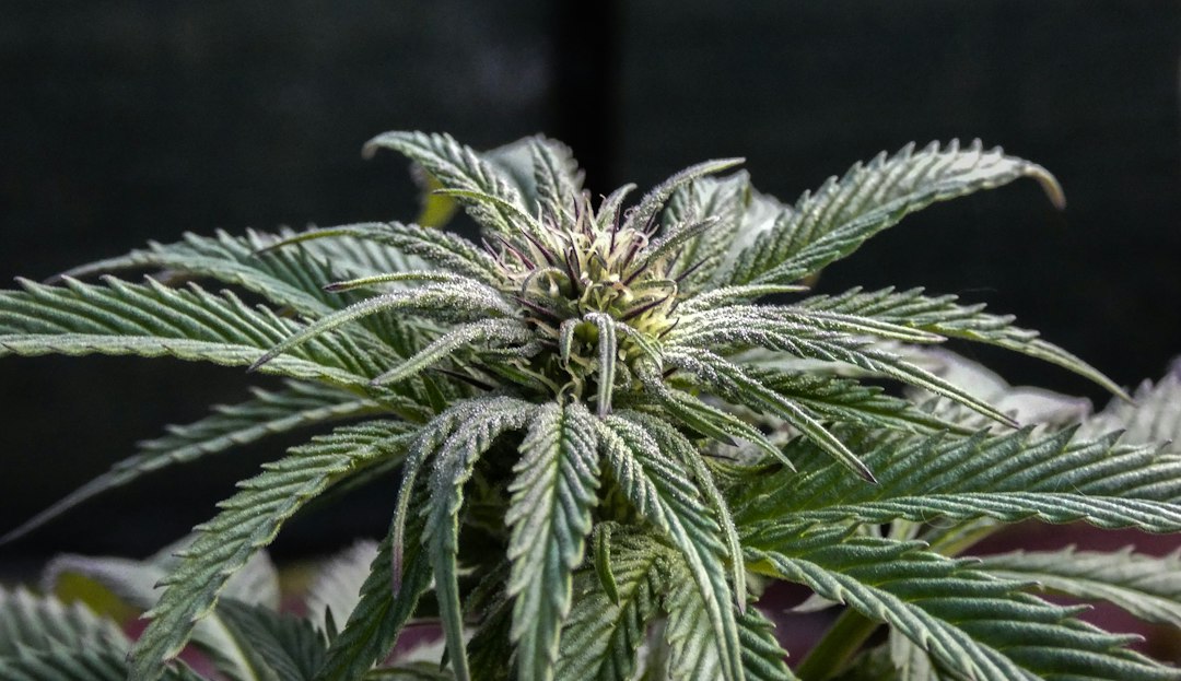 Indica vs Sativa: A Beginner’s Guide to Cannabis Categories